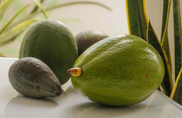 Comment faire mûrir des avocats rapidement à la maison ? Newstube